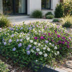 Vinca 'Tricolour' (periwinkle) – blue-purple-white – 24 plants, Ø11 cm, 15–25 cm high