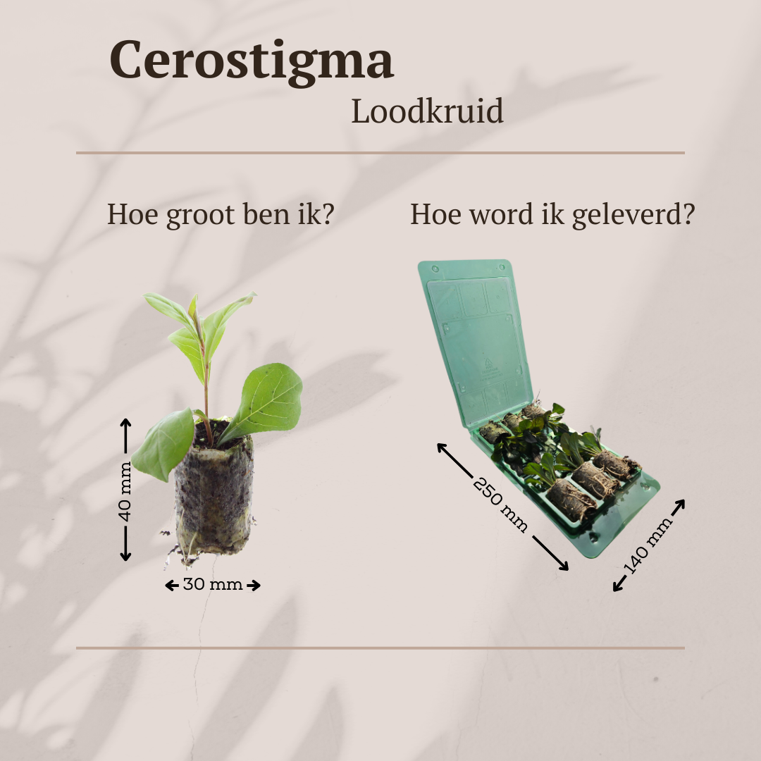 Ceratostigma (loodkruid)