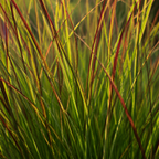 Panicum virgatum 'Rotstrahlbusch' (graminée ornementale aux couleurs automnales chaudes) – 6 plants, Ø12 cm