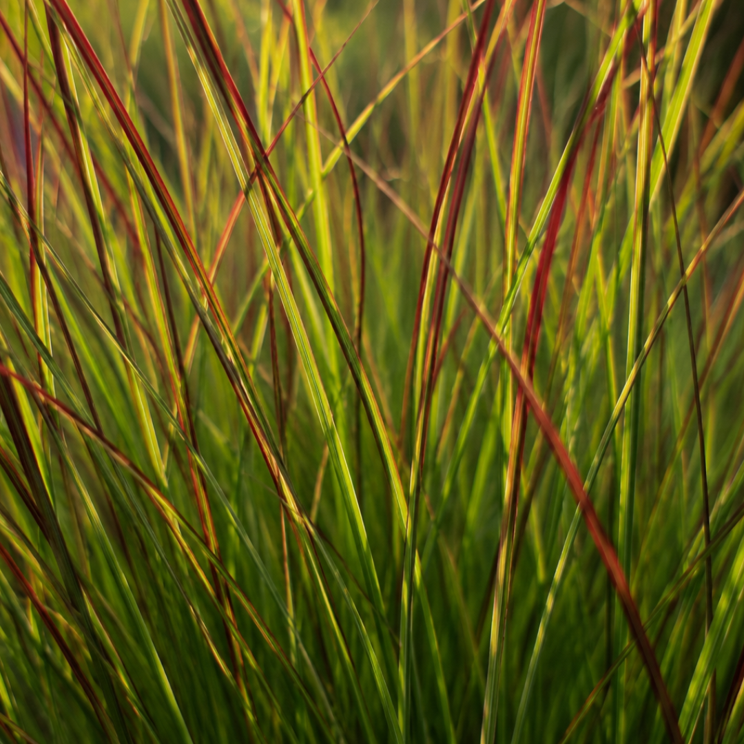 Panicum virgatum 'Rotstrahlbusch' (graminée ornementale aux couleurs automnales chaudes) – 6 plants, Ø12 cm – photo 2