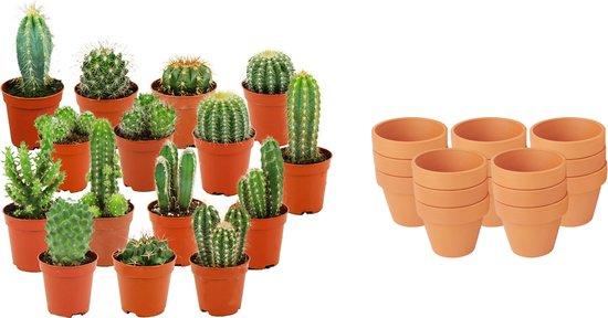 15× Mini Cactus Mix (Cactaceae) – Ø8 cm, 5–10 cm de haut