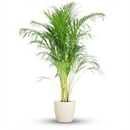 Dypsis (Goldpalme) im weißen Potter-Dekotopf – Ø 21 cm, 100 cm hoch