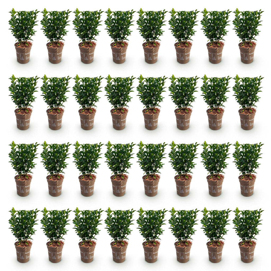 Euonymus japonica 'Green Spire' (Japanese spirea) – 40 plants, Ø9 cm, 20–25 cm high – photo 2