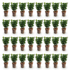 Euonymus japonica 'Green Spire' (Japanese spirea) – 40 plants, Ø9 cm, 20–25 cm high