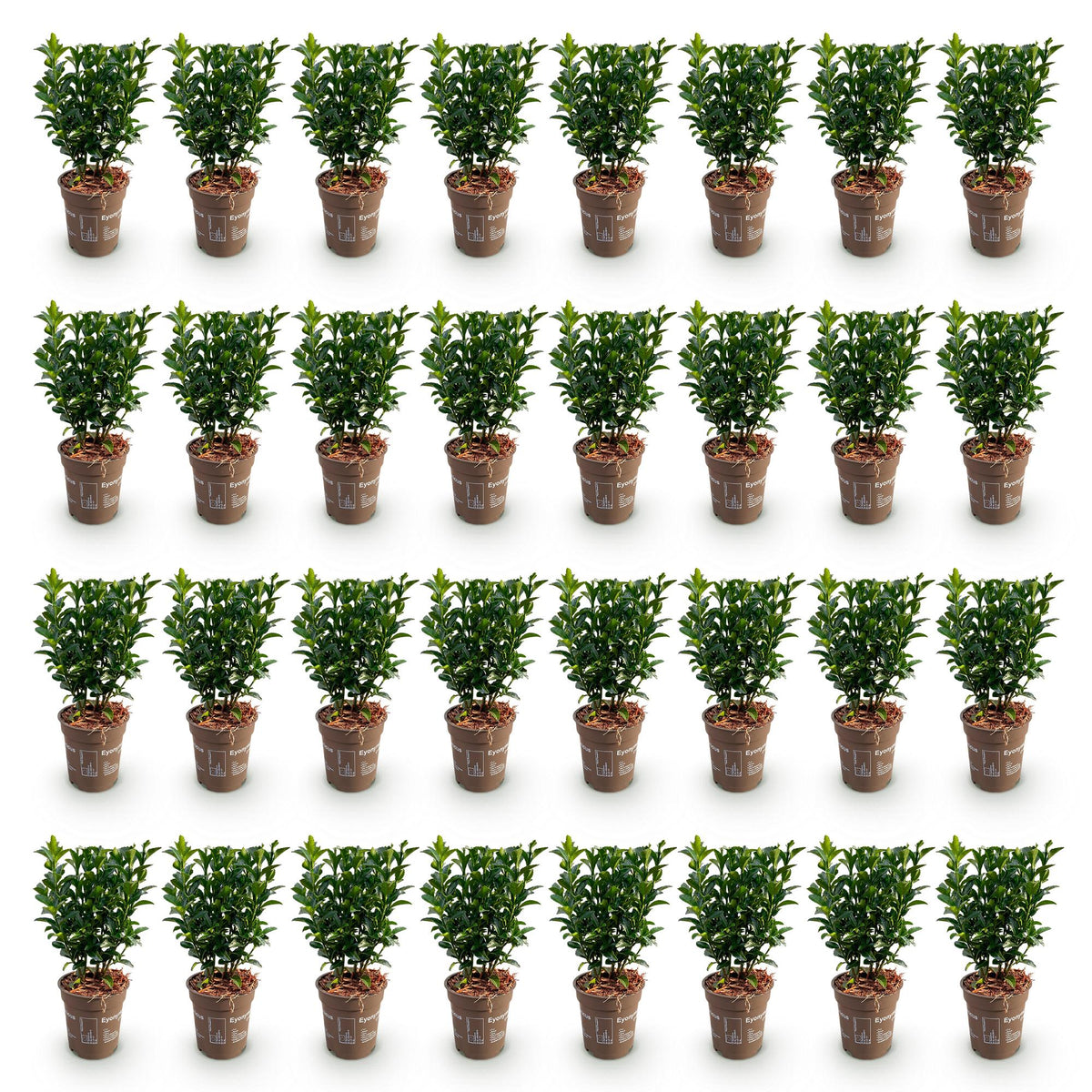 Euonymus japonica 'Green Spire' (Japanese spirea) – 40 plants, Ø9 cm, 20–25 cm high – photo 2
