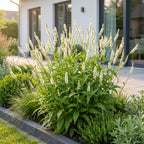 Persicaria amplexicaulis alba (Taubnessel) – weiß – 3 Pflanzen, Ø 11 cm, 15–25 cm hoch