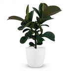 Ficus elastica Cloe (Gummibaum) im weißen Potter-Übertopf – Ø 19 cm, 65 cm hoch