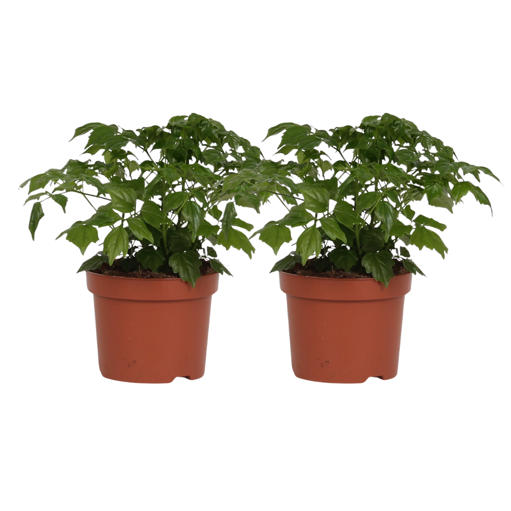 2× Radermachera Sinica – Ø12 cm, 27 cm hoog