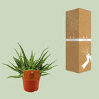 Aloe Spider – Ø10 cm, 15 cm hoog