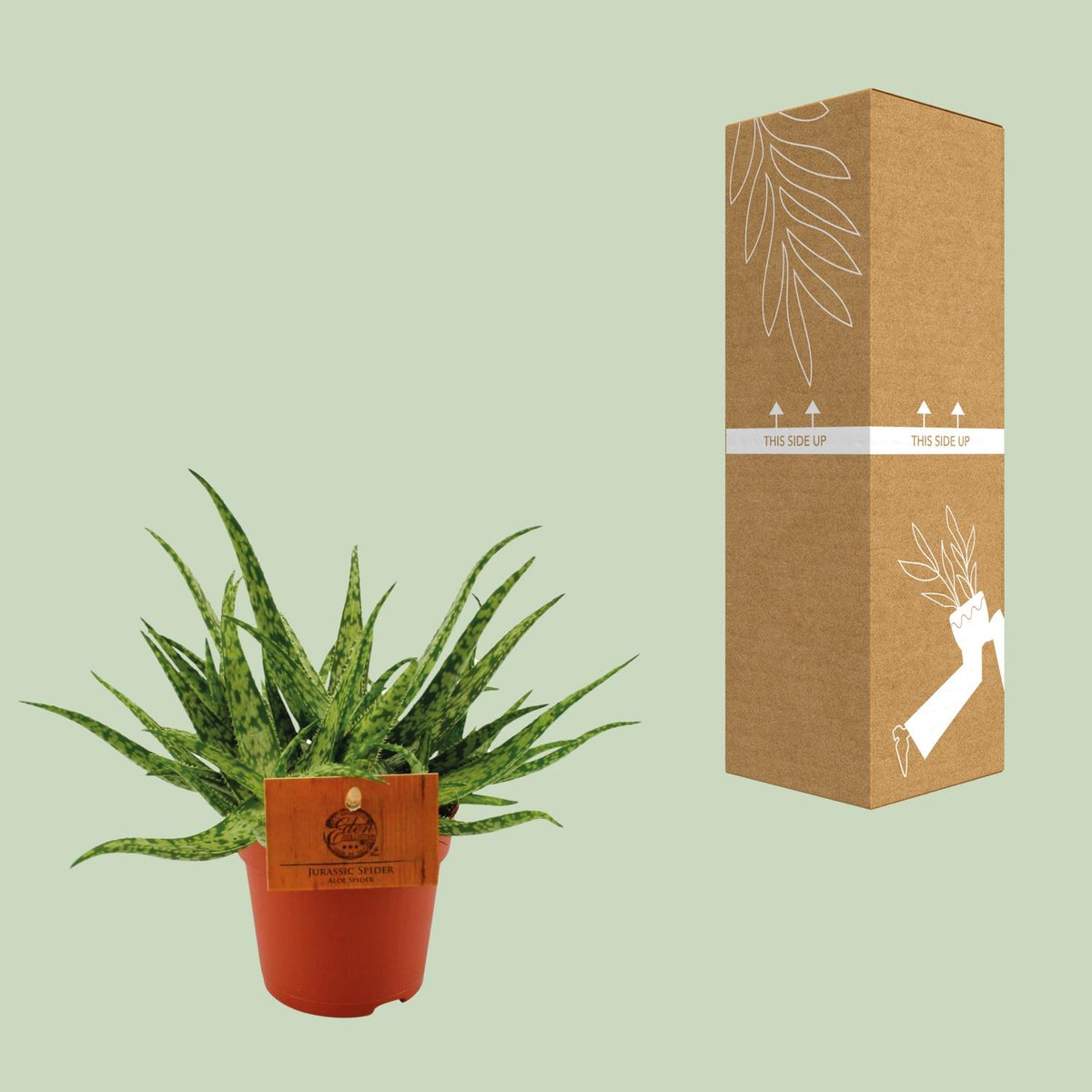 Aloe Spider – Ø10 cm, 15 cm hoog