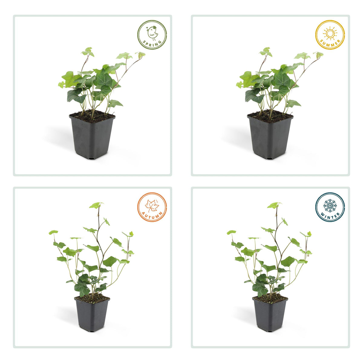 Hedera hibernica (klimop) – 48 planten, Ø9 cm, 10–25 cm hoog – foto 5