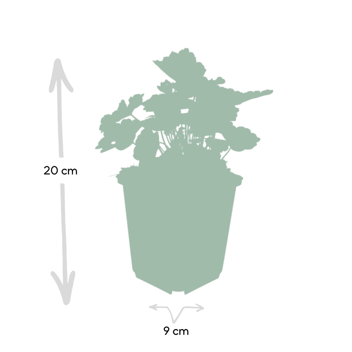 Heuchera mic. 'Palace Purple' (purperklokje) – 24 planten, Ø9 cm, 10–25 cm hoog