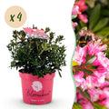Rhododendron 'Bloombux Magenta' (Rhododendron) – 4 Pflanzen, Ø 17 cm, 30–40 cm hoch