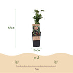 Rubus fruticosus 'Thornless Evergreen' (Brombeere) – 2 Pflanzen, Ø15 cm, 50 cm hoch
