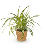 Chlorophytum comosum Variegatum (græsløg) med kurv – Ø12 cm, 20 cm høj