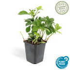 Pachysandra term. 'Green Carpet' (shade plant) – 12 plants, Ø9 cm, 10–25 cm high