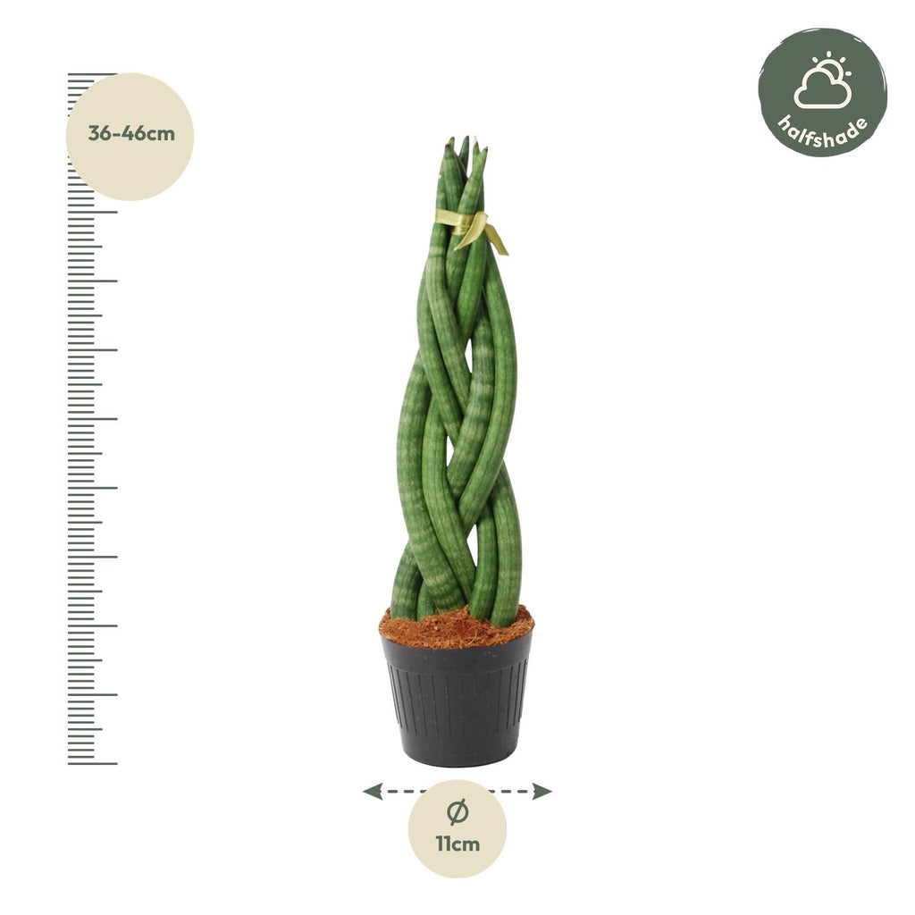 Sansevieria cylindrica 'Twist' (vrouwentong) – Ø10 cm, 40 cm hoog