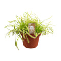 Drosera Capensis (Sonnenalge) – Ø12 cm, 17 cm hoch