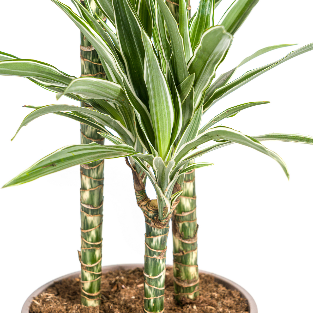 Dracaena Deremensis White Stripe (Drachenbaum) – Ø 24 cm, 130–150 cm hoch