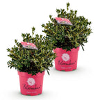 Rhododendron 'Bloombux Magenta' (Rhododendron) – 2 Pflanzen, Ø 23 cm, 45–55 cm hoch