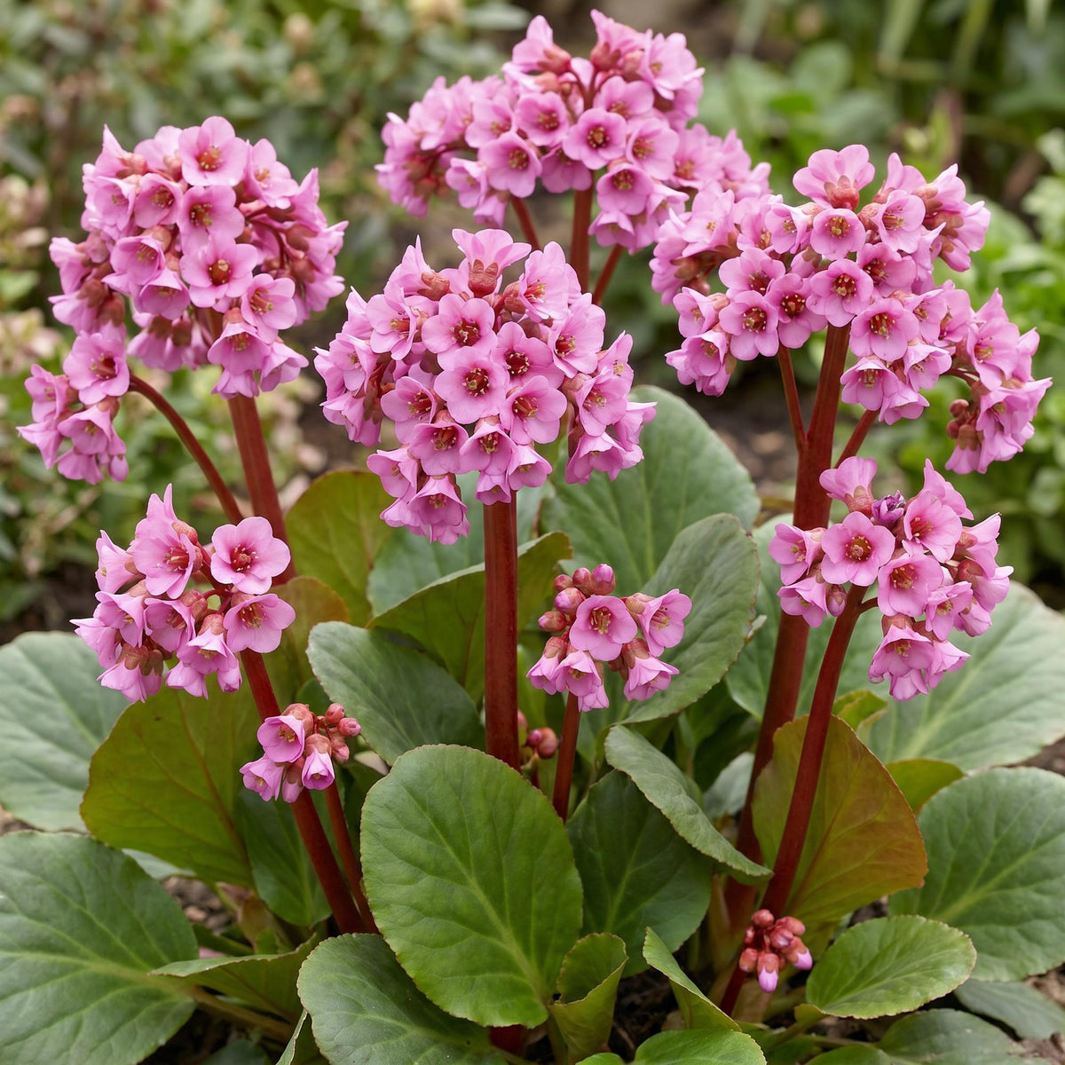 Bergenia cordifolia (schoenlappersplant) – roze – Ø11 cm, 15–25 cm hoog