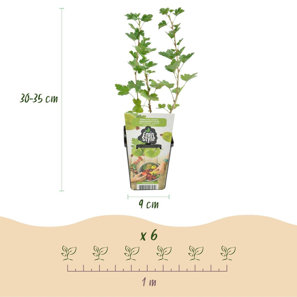Ribes uva-crispa 'Hinnonmaki Grun' (gooseberry) – 3 plants, Ø9 cm, 35 cm high – photo 4