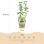 Ribes uva-crispa 'Hinnonmaki Grun' (gooseberry) – 3 plants, Ø9 cm, 35 cm high