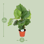 Calathea orbifolia – Ø17 cm, 60 cm høj