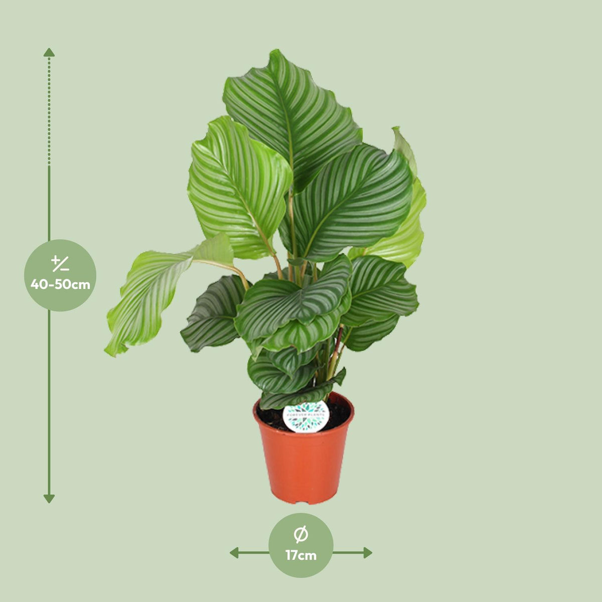 Calathea orbifolia – Ø17 cm, 60 cm høj
