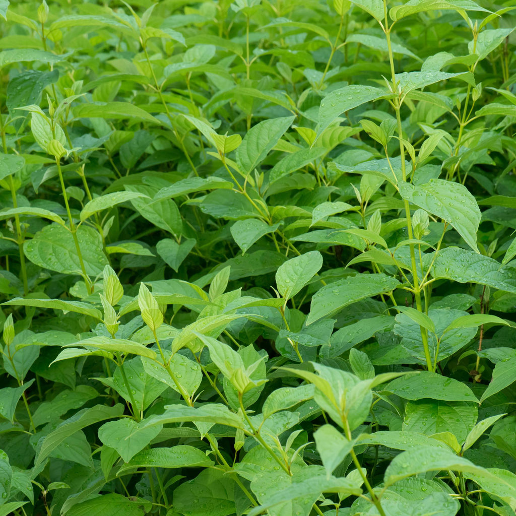 Cornus alba 'Flaviramea' (green branches) – Ø17 cm, 45 cm high – photo 5