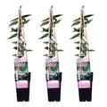 Lonicera henryi (Geißblatt) – 3 Pflanzen, Ø 15 cm, 65 cm hoch