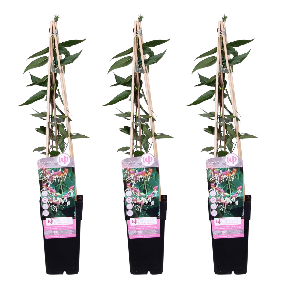 Lonicera henryi (Geißblatt) – 3 Pflanzen, Ø 15 cm, 65 cm hoch