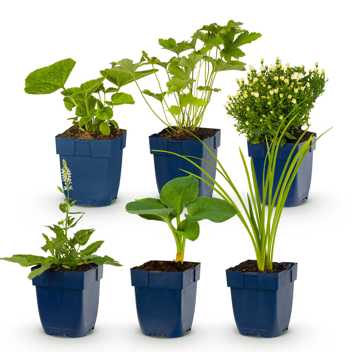 Borderpakket wit – 6 planten, Ø11 cm, 15–25 cm hoog