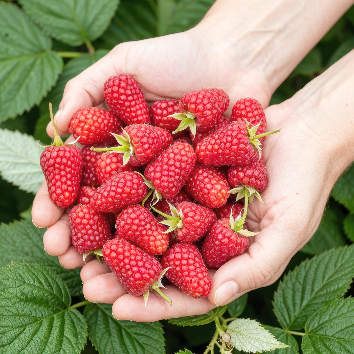 Rubus idaeus 'Heritage' (framboos) – 6 planten, Ø9 cm, 35 cm hoog – foto 4