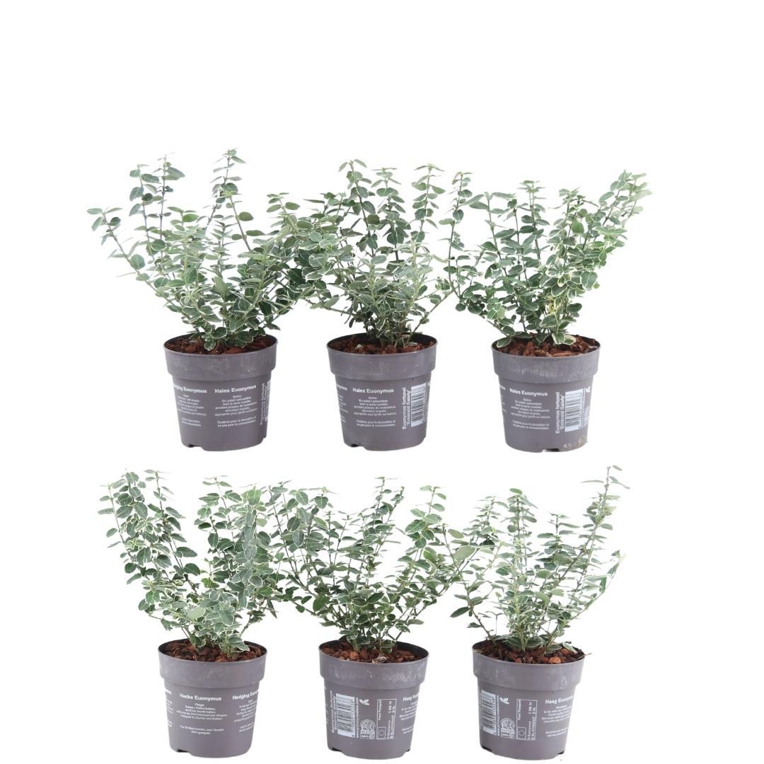 Euonymus fortunei 'Emerald Gaiety' (wintercreeper) – 6 plants, 250 cm high – photo 2
