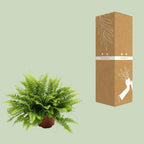 Nephrolepis Boston Green Moment (Schwertfarn) – Ø 12 cm, 20 cm hoch