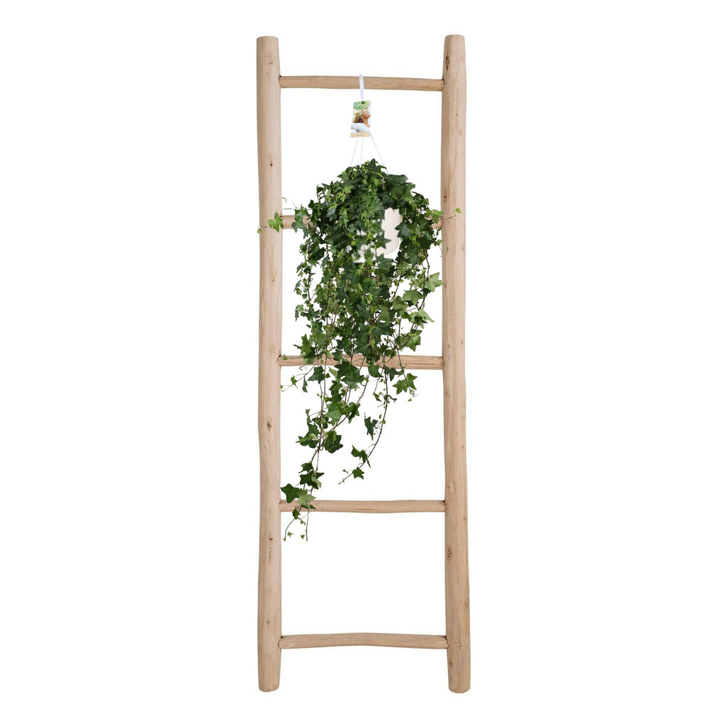 Hedera Helix Pitsburg (vedbend) – Ø17 cm, 90 cm høj