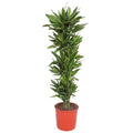Dracaena Golden Coast (drakenboom) – Ø34 cm, 200 cm hoog