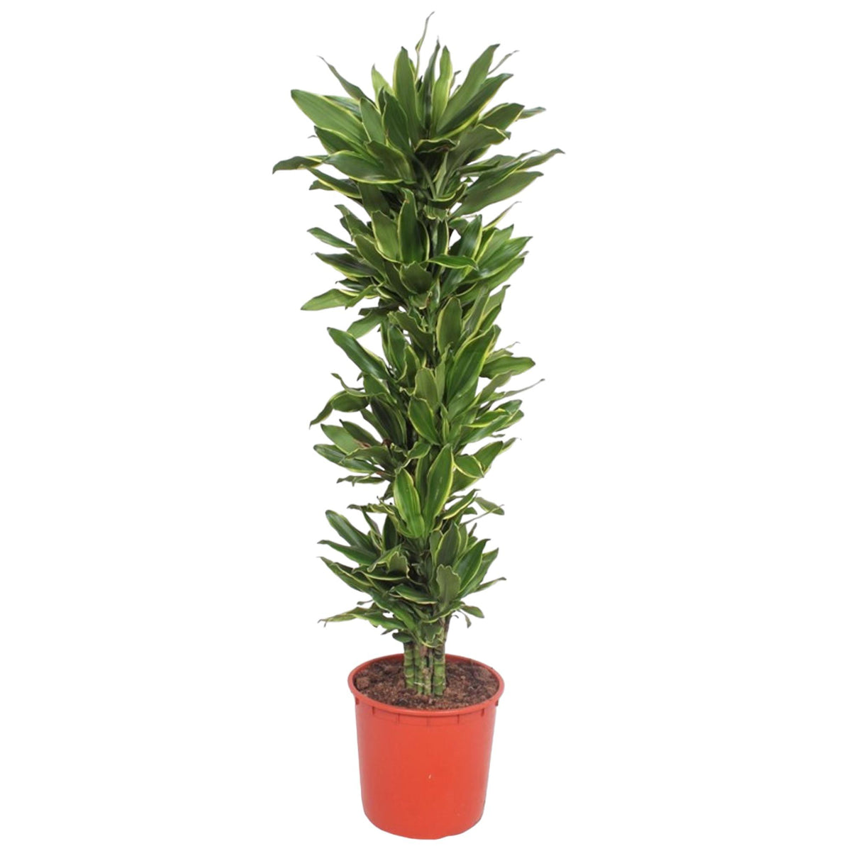 Dracaena Golden Coast (drakenboom) – Ø34 cm, 200 cm hoog