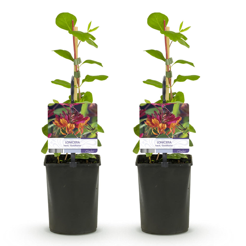 Lonicera heckrottii 'Goldflame' (chèvrefeuille) – 2 plantes, Ø11 cm, 40 cm de haut – photo 2