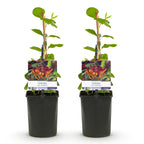 Lonicera heckrottii 'Goldflame' (chèvrefeuille) – 2 plantes, Ø11 cm, 40 cm de haut