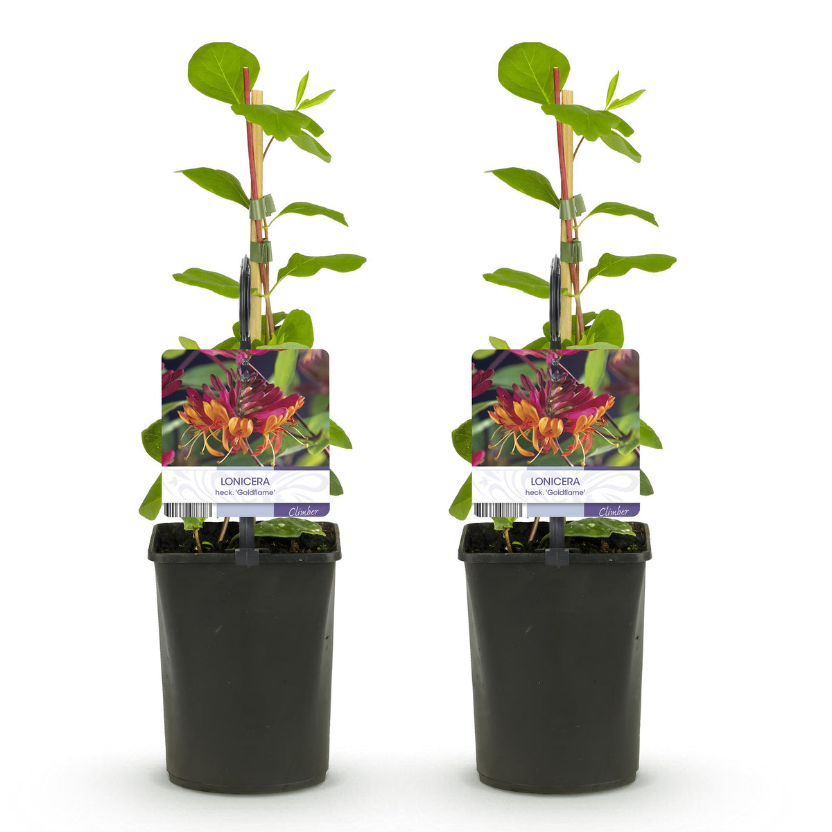 Lonicera heckrottii 'Goldflame' (chèvrefeuille) – 2 plantes, Ø11 cm, 40 cm de haut – photo 2