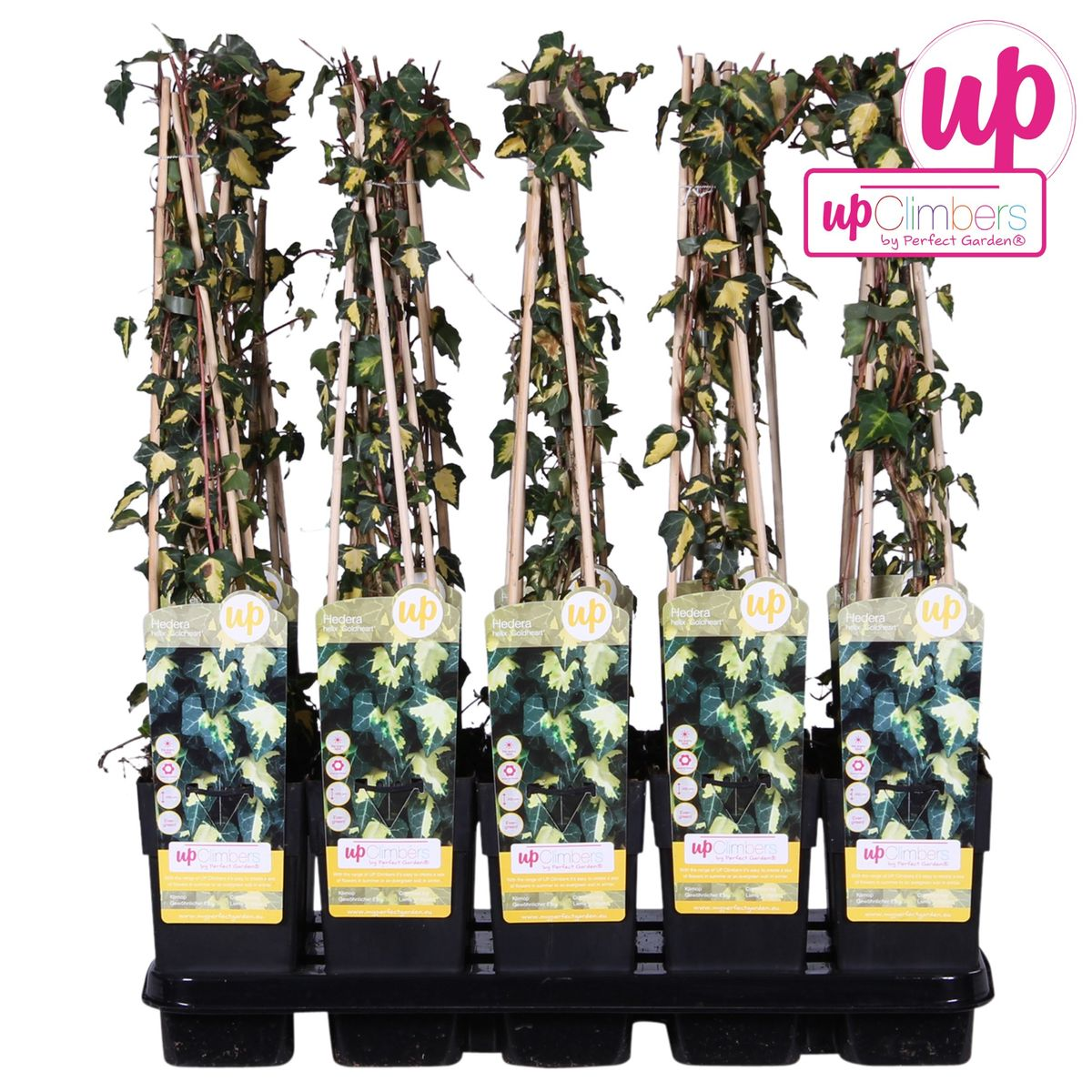 Hedera helix 'Goldheart' (klimop) – Ø15 cm, 65 cm hoog – foto 5