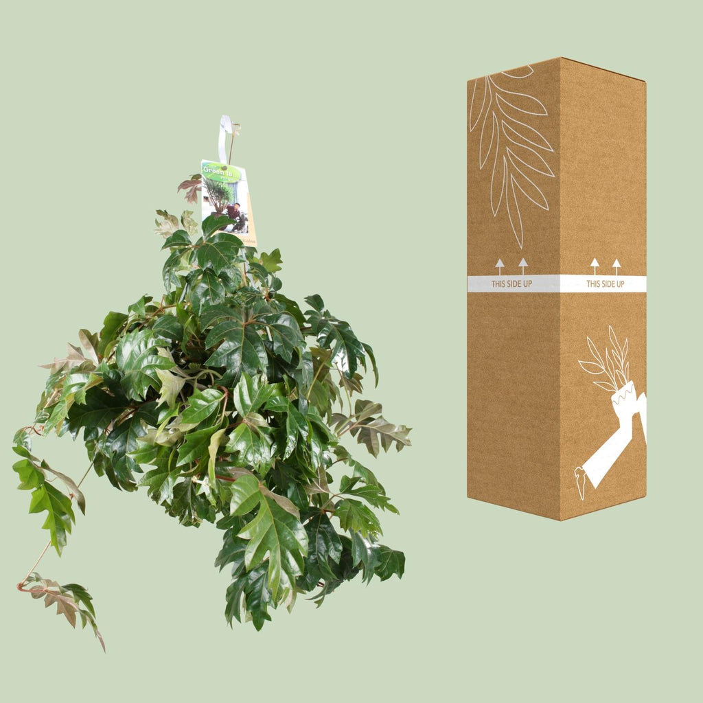 Cissus Rhombifolia Ellen Danica – Ø17 cm, 70 cm hoog