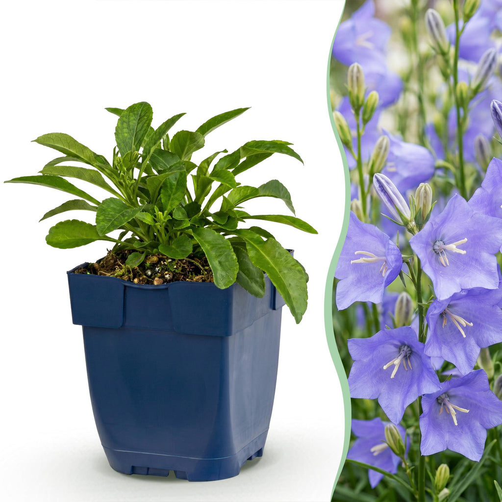 Campanula persicifolia (jacinthe des bois) – bleu – 24 plants, Ø11 cm, 15–25 cm de haut – photo 2