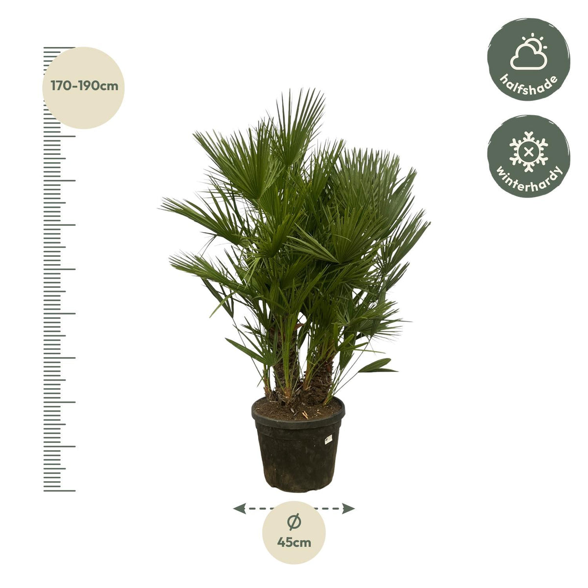 Chamaerops humilis multi-stem (dwarf palm) – Ø50 cm, 220 cm high – photo 2