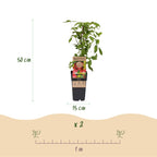 Rubus idaeus 'Ottawa' (framboisier) – 2 plants, Ø15 cm, 50 cm de haut