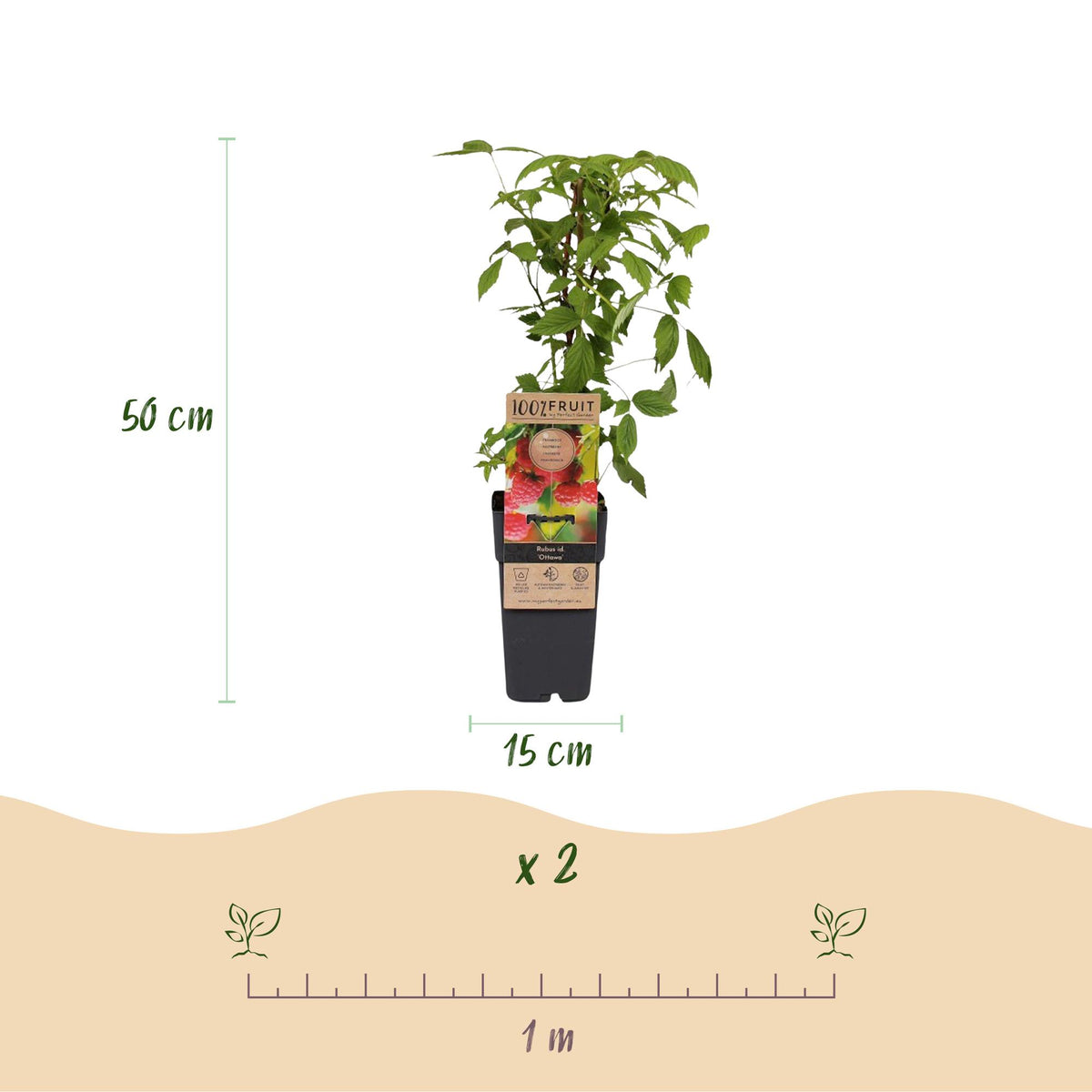 Rubus idaeus 'Ottawa' (frambozenplant) – 2 planten, Ø15 cm, 50 cm hoog – foto 3