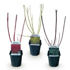 Cornus alba 'Tricolour' (kornsletter) – 3 planter, Ø17 cm, 45 cm høje