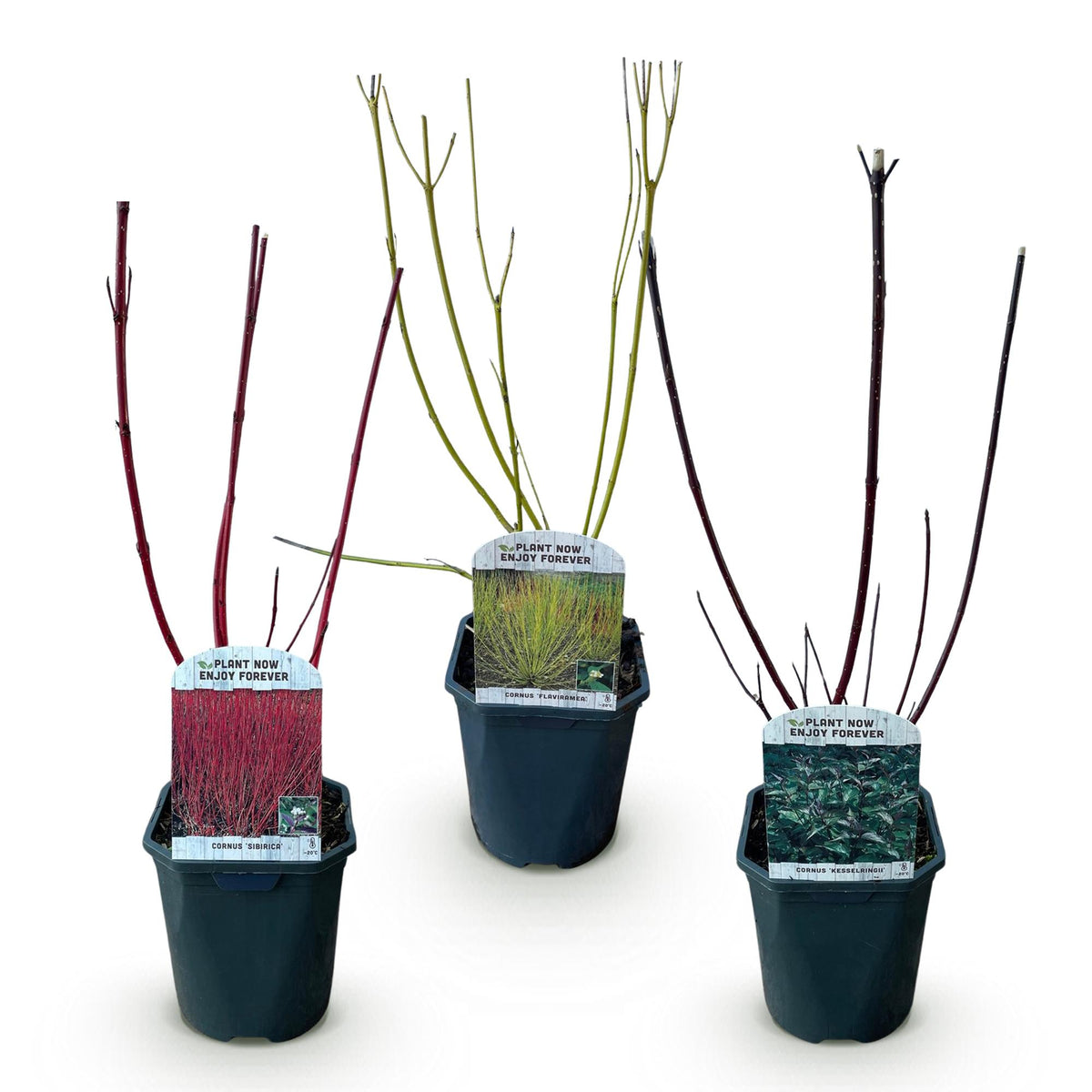 Cornus alba 'Tricolour' (kornsletter) – 3 planter, Ø17 cm, 45 cm høje – billede 2